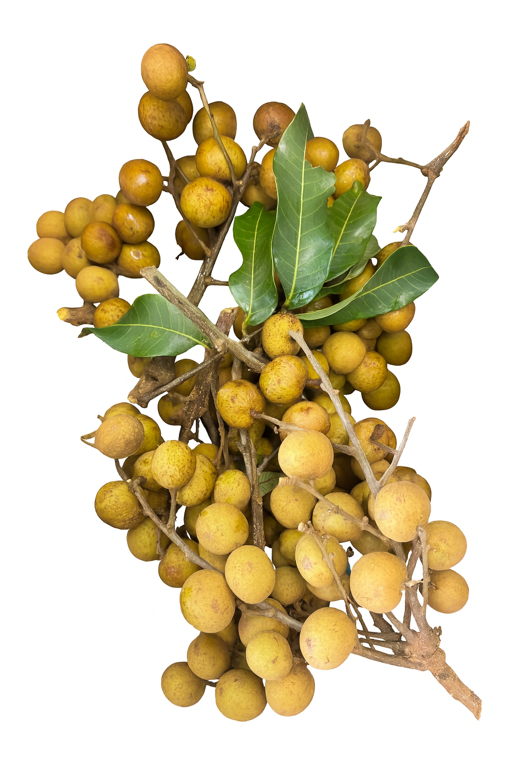 Lychee $8.99/LB 荔枝 $8.99/LB